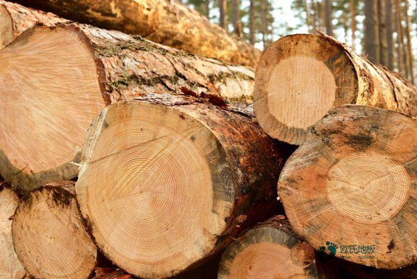 購買籃球場地板哪個(gè)品牌好1